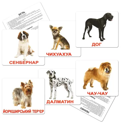 Цена за жизнь с человеком». Как селекция ухудшила здоровье собак - Газета.Ru