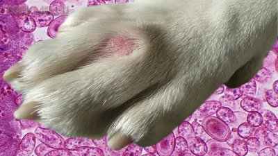 Аллергия на корм у собак - Veterinar-Dermatolog