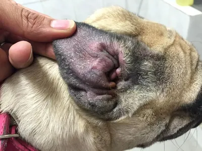 Бактериальный фолликулит у собак / Canine bacterial folliculitis