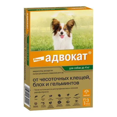 Собака чешется — что делать при сильном зуде у собаки — ProPlan.ru
