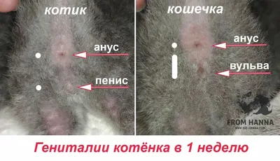 Как понять, какого пола котенок?» — Яндекс Кью