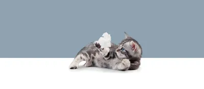 Пол котят, бесплатная консультация ветеринара - вопрос задан пользователем  Лиза Эсауленко про питомца: кошка Шотландская кошка (вислоухая и прямоухая)
