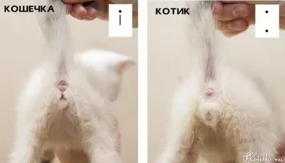 Узнать пол котенка - картинки и фото koshka.top