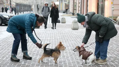 Пропала собака, мужской пол, рыжий окрас, адрес: Строителей 18, Липецк |  Pet911.ru