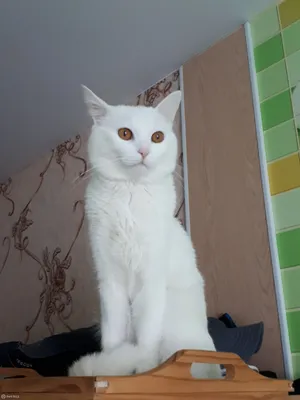 Скрещенных котов - картинки и фото koshka.top