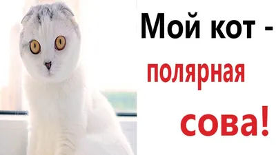 Пропал кот Перс на Полярной ул., 27 к1, Москва | Pet911.ru