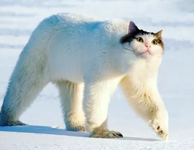 Полярный кот, снежный кот» — создано в Шедевруме