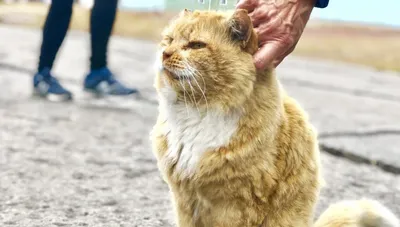 Набір для вишивання бісером Полярный кот купити в Києві