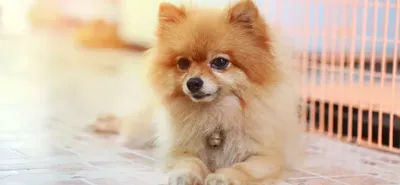 Очень красивый щенок померанец: 450 $ - Собаки Одесса на Olx
