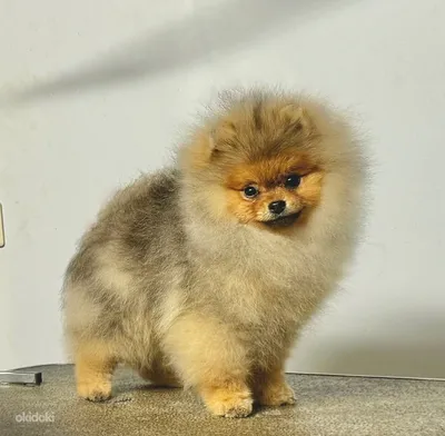 Померанец: самая маленькая и преданная собака» — создано в Шедевруме