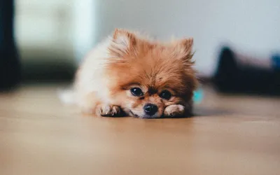 Померанец Шпиц Собака - Бесплатное фото на Pixabay - Pixabay