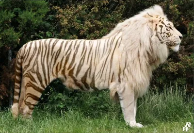 Тигр скрещенный со львом - картинки и фото koshka.top