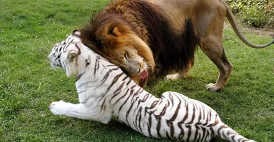 Лигры, тигрольвы и другие помеси кошачьих. Сайт про зверей - ZveroSite.ru