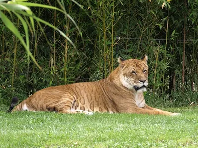 Гибрид Льва и тигра - 70 фото