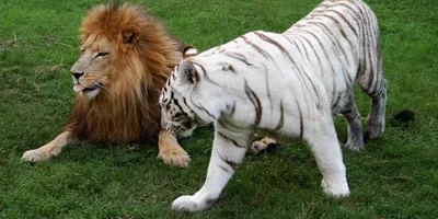 Лигр - помесь льва с тигрицей и …» — создано в Шедевруме
