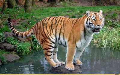 Wild mundi - Лигр — это гибрид льва и тигрицы, а тигон, или тигролев,  наоборот — помесь тигра и львицы. | Facebook