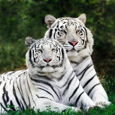 Тигролев | Rare cats, Bengal cat, Animals