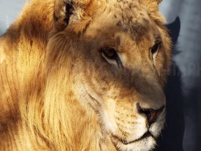 Яглион - гибрид самца ягуара и самки льва. Очень редкое сочетаниие! -  YouTube