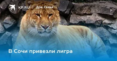Самая большая кошка в мире. Лигр - гибрид льва и тигра. | Дневник  природоведа | Дзен