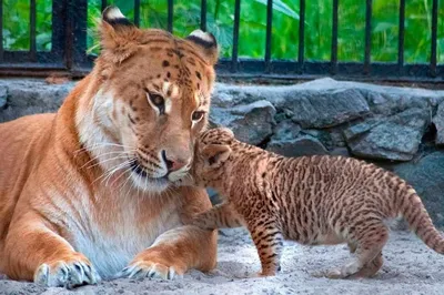 Лигр кошка самая большая в мире - 70 фото