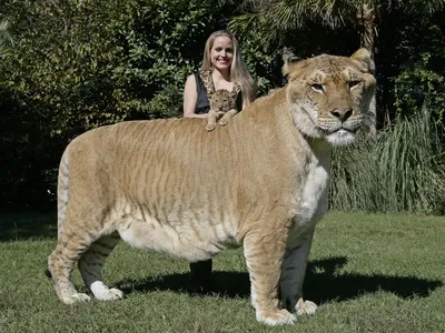 Больной тигр, весивший всего 13 кг, был спасён из цирка и преобразился к  лучшему - ЯПлакалъ