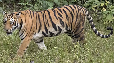 Лев и тигрица принесли удивительное потомство в Ростовской области