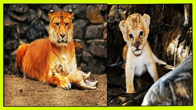 Гибрид тигра и льва , красиво, …» — создано в Шедевруме