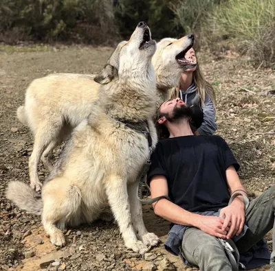 Гибрид собаки и волка - волкособ | Пикабу