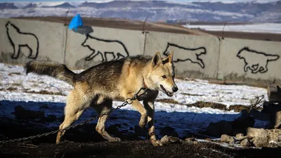 Зоологический форум / Гибриды семейства собачьих (Canidae)