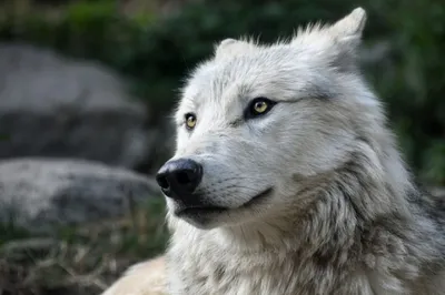 Волкособы – результат скрещивания волка и немецкой овчарки