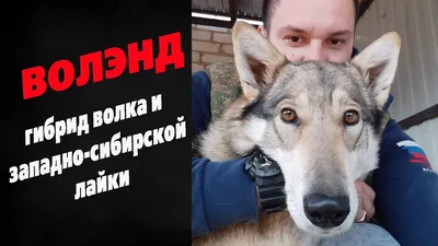 Помесь волка и собаки: правда про волкособов | Зверополис. Ольга Шильцова |  Дзен