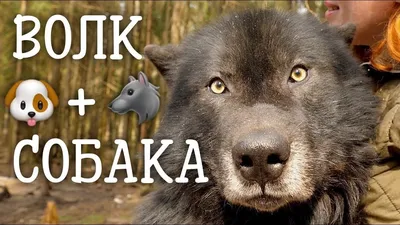 Гибрид медведя и собаки, найденный в Челябинске, стал хитом в западных СМИ,  фото, видео