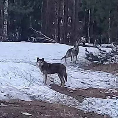 Помесь хаски и волка | Наша Чудесная Планета: Наука и факты | Фотострана |  Пост №1658043868