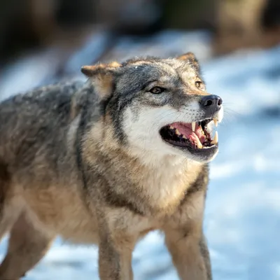 ВОЛКОСОБ: Опасный гибрид волка и собаки не считает человека хозяином |  Интересные факты о волках — Видео | ВКонтакте
