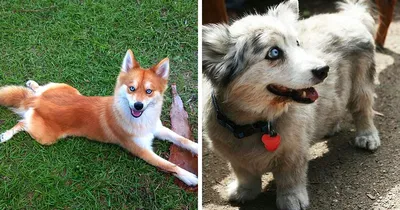 16 собак-метисов, которые взяли лучшее от своих родителей и получились  настоящими очаровашками