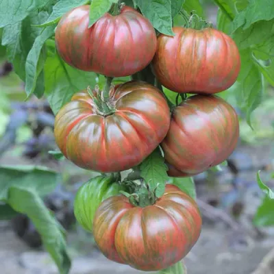 Семена томатов (помидор) Амурский Тигр купить в Украине | Веснодар