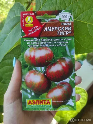 Томат Амурский тигр пакет 35 семян (ID#1815574153), цена: 15 ₴, купить на  Prom.ua