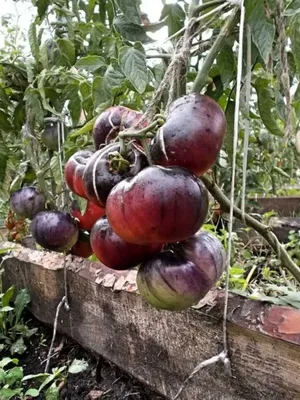 Семена томат \"Черная красавица\", \"Амурский тигр\", высокоурожайный сорт  купить по цене 59.68 ₽ в интернет-магазине KazanExpress