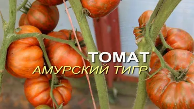 Амурский тигр томат | Сравнить цены и купить на Prom.ua