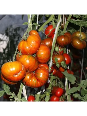 Прекрасные не красные томаты. Личное мнение | На природе, во саду и в  огороде | Дзен