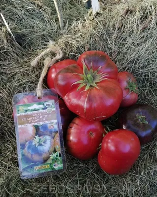 ᐉ Купить Семена помидора Амурский тигр НК Элит, 30 шт в интернет-магазине |  Stroyploshadka.Ua