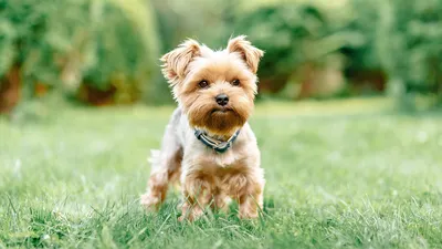 Самые маленькие породы собак: от йорка до ши-тцу» — создано в Шедевруме