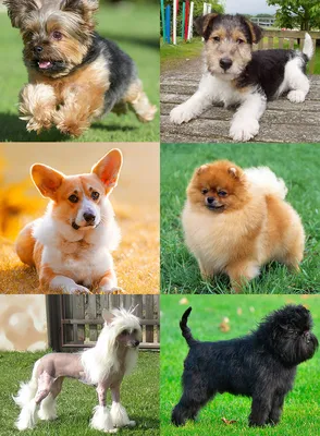 Популярные породы маленьких собак | 🐶ПИТОМЕЦ.РУ🐱 | Дзен