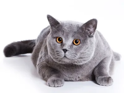 Английские породы кошек: особенности характера и ухода | Афиша Лондон