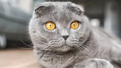 Британская короткошерстная кошка: характеристики породы, фото, правила  ухода и содержания - Petstory