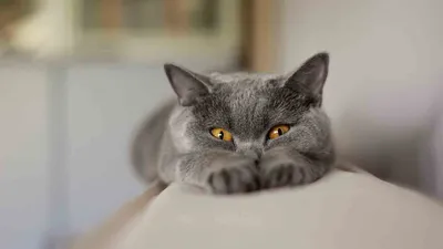 ✓ Британская кошка: плюсы и минусы породы - YouTube