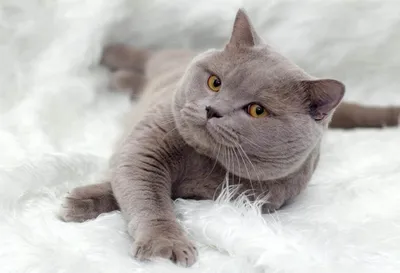 Британская короткошерстная кошка - история, характер, фото, советы по уходу.