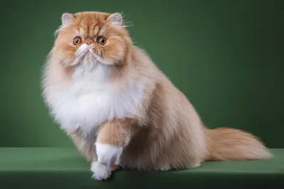 Всегда удивлен: у кота из России необычная деформация мордочки, которая  напоминает Гарфилда
