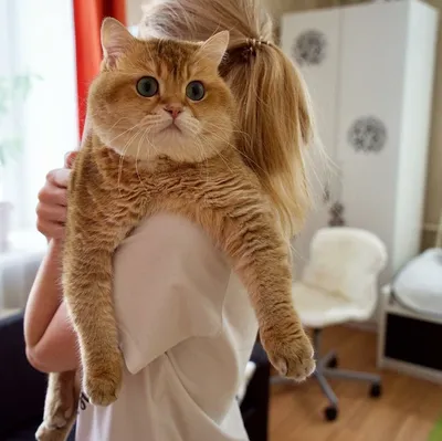 Рыжий мраморный молодой кот Гарфилд в добрые руки купить на Зозу.ру