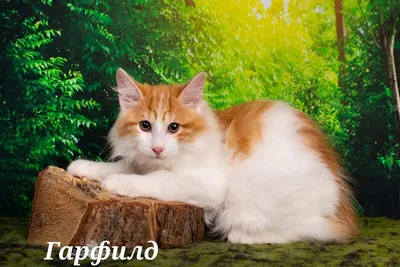 Солнечные и яркие: 7 пород кошек с рыжим окрасом